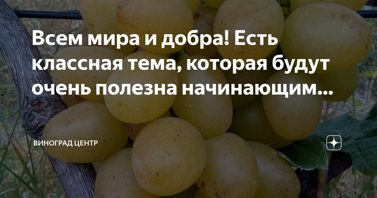 К чему снится есть виноград