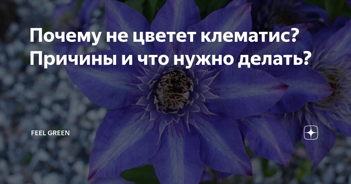 Клематис не цветет причина что делать