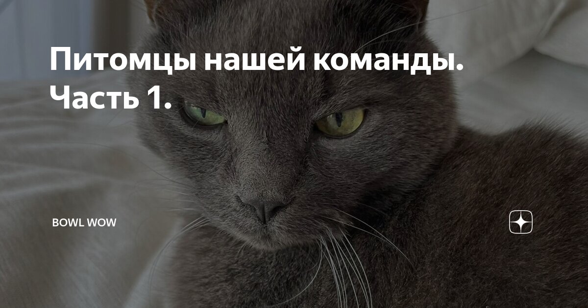 У меня есть любимый кот. У меня есть любимый кот