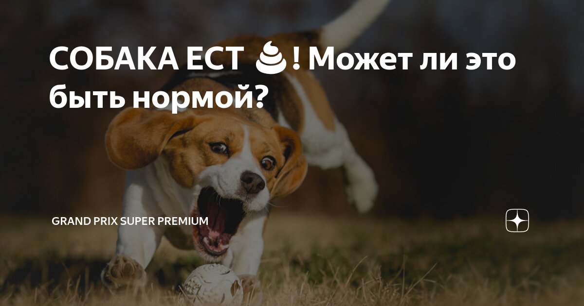 Можно ли собакам геркулес. Какие крупы можно давать собакам. Как варить кашу для щенка 1 месяц. Полезные крупы для собак. Каша для щенков.