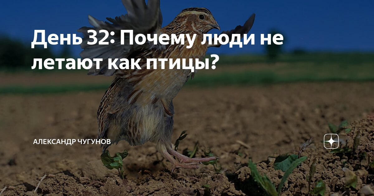 Отчего люди не летают как птицы слушать. Отчего люди не летают также как птицы.