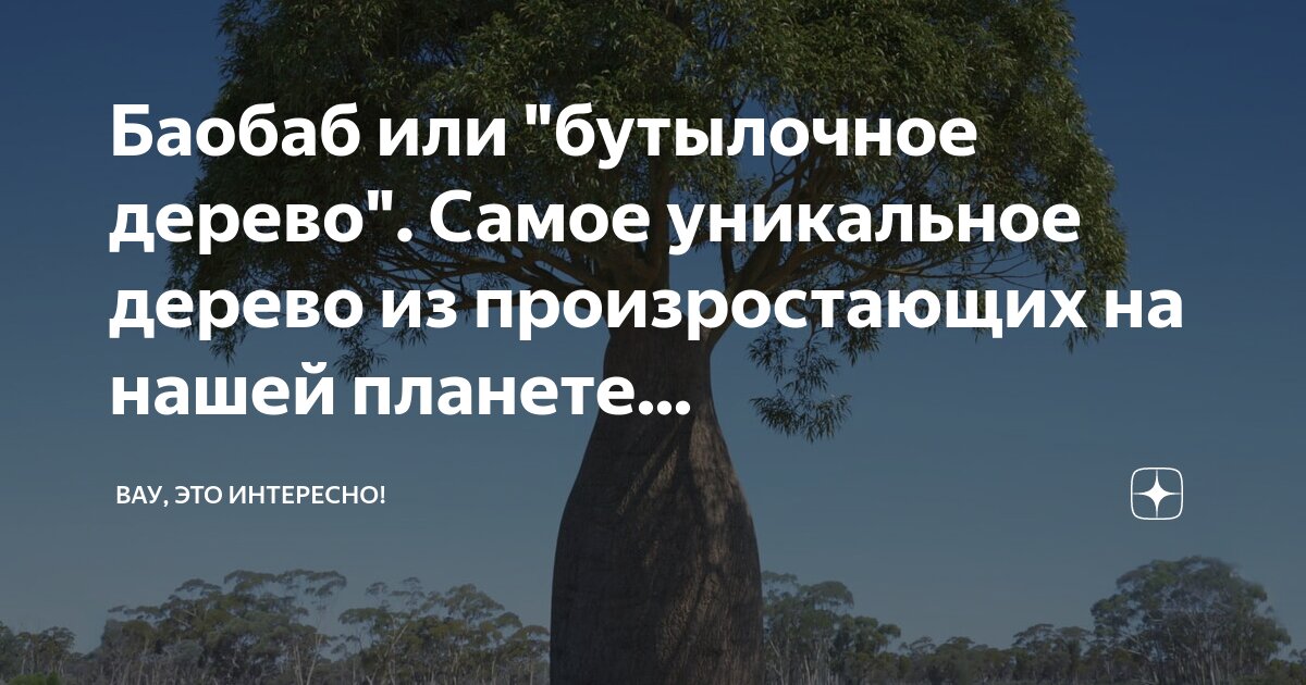 Баобаб или "бутылочное дерево". Самое уникальное дерево из ...