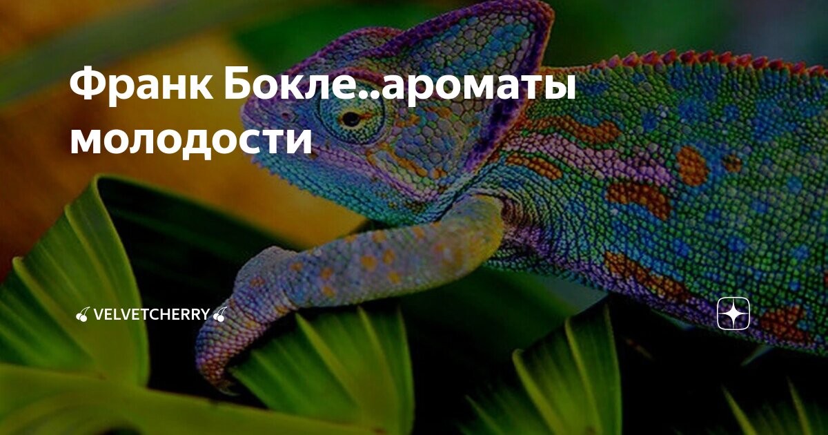 Франк Бокле..ароматы молодости | 🍒Velvetcherry🍒 | Дзен