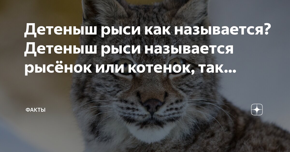 Детеныш Рыси Как Называется