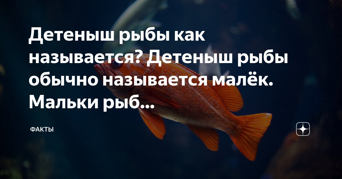 Как выглядит детеныш рыбы 161 Baby Shark Shark week, Cute shark, Shark