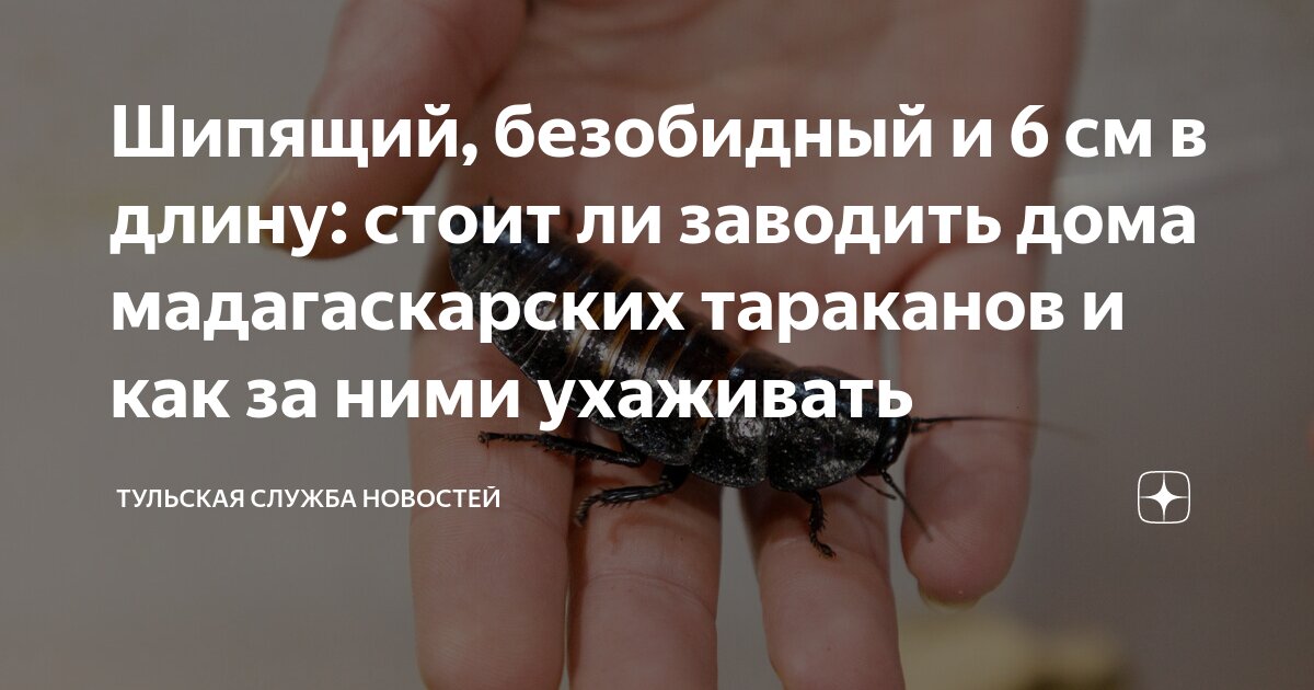 Мадагаскарский шипящий таракан