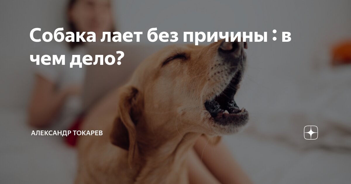 Собака стучит зубами