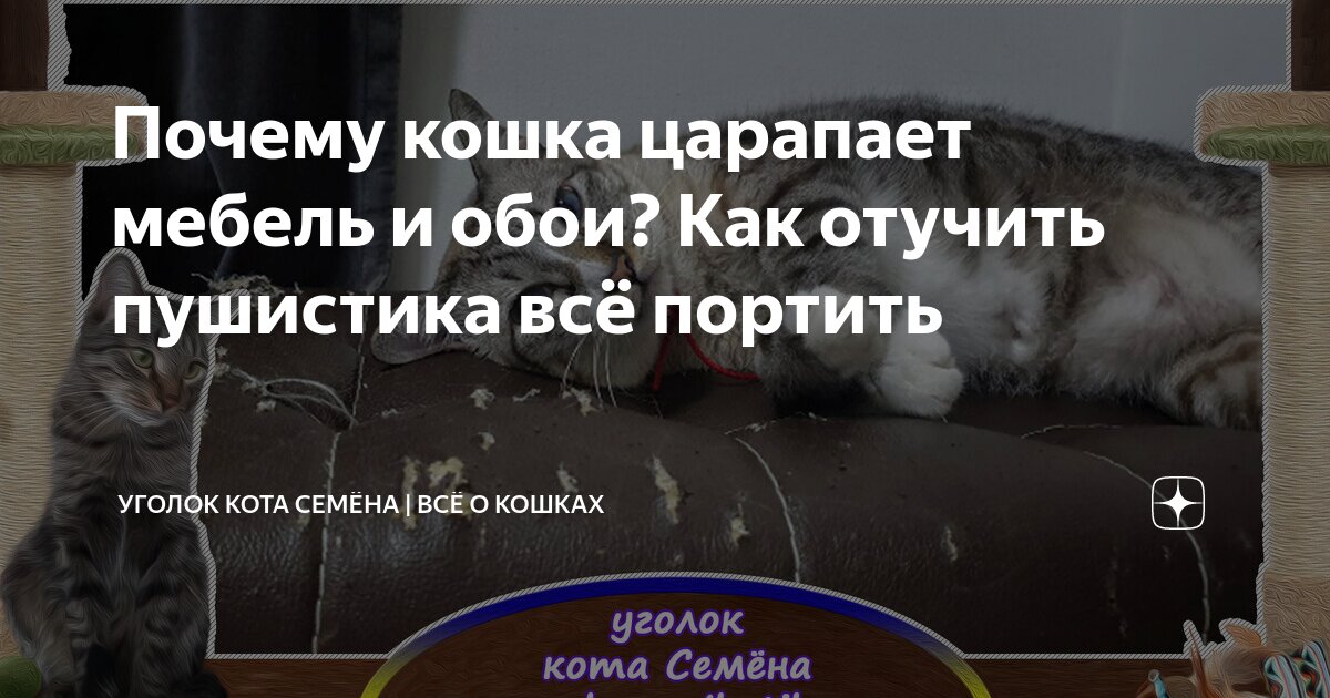 Как отучить кошку царапать мебель и обои на стене