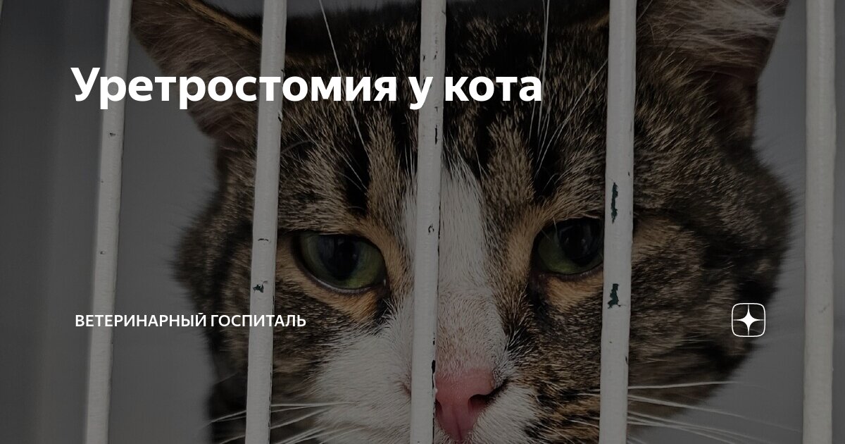 Инстаграм Эфир Обсуждение уретростомии у котов 13.04.2020 Inst RUS Talks about U