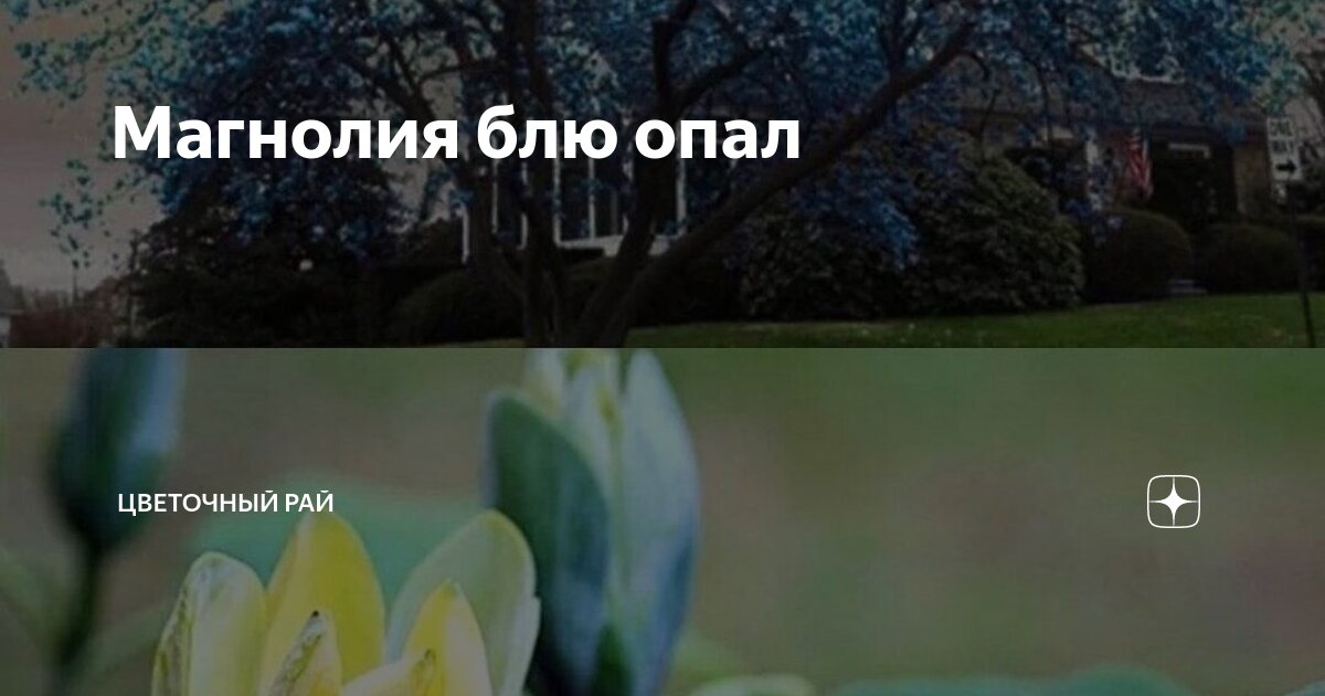 Магнолия блю опал | Цветочный Рай | Дзен