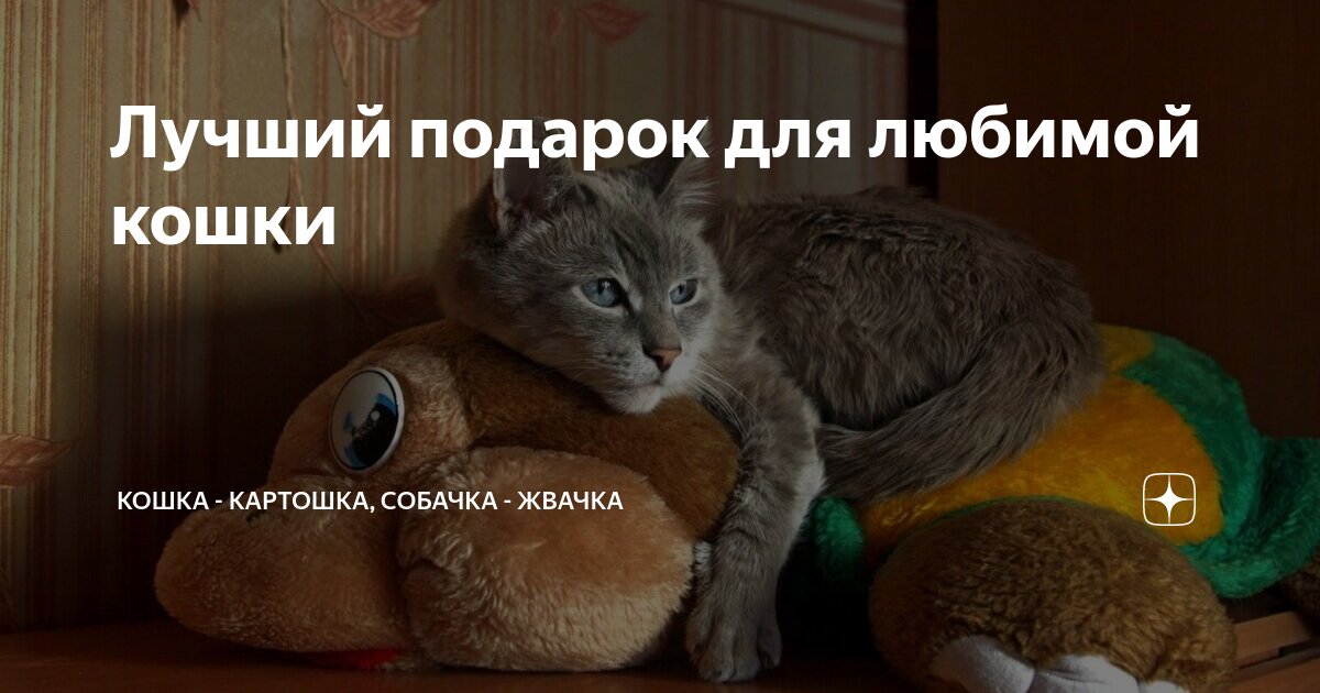 Лучший подарок для любимой кошки | Кошка - картошка, собачка - жвачка ...