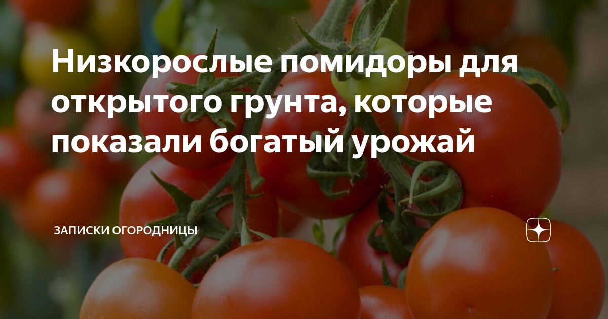 Низкорослые помидоры для открытого грунта, которые показали богатый ...