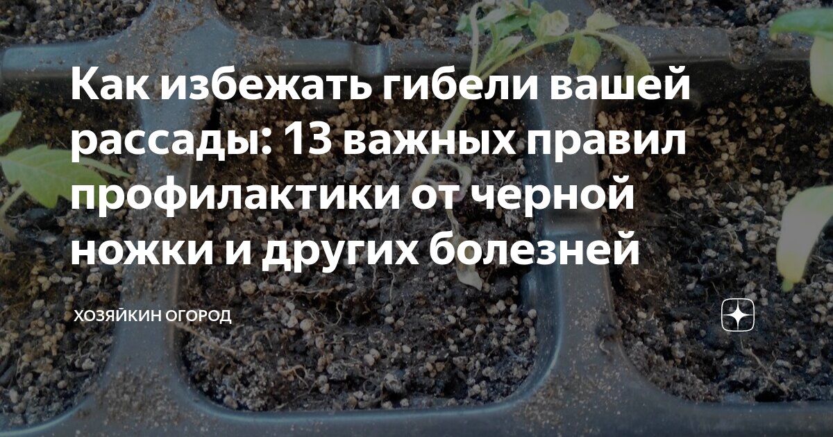 Дезинфекция семян перед посевом