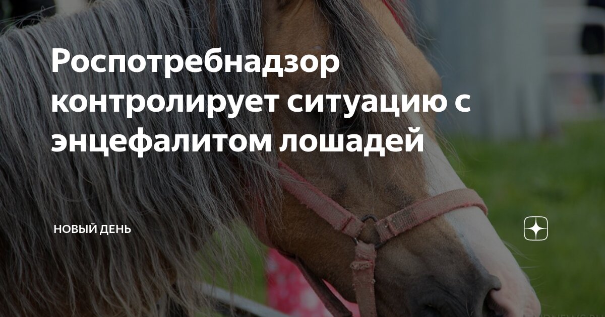 Роспотребнадзор контролирует ситуацию с энцефалитом лошадей | Новый ...