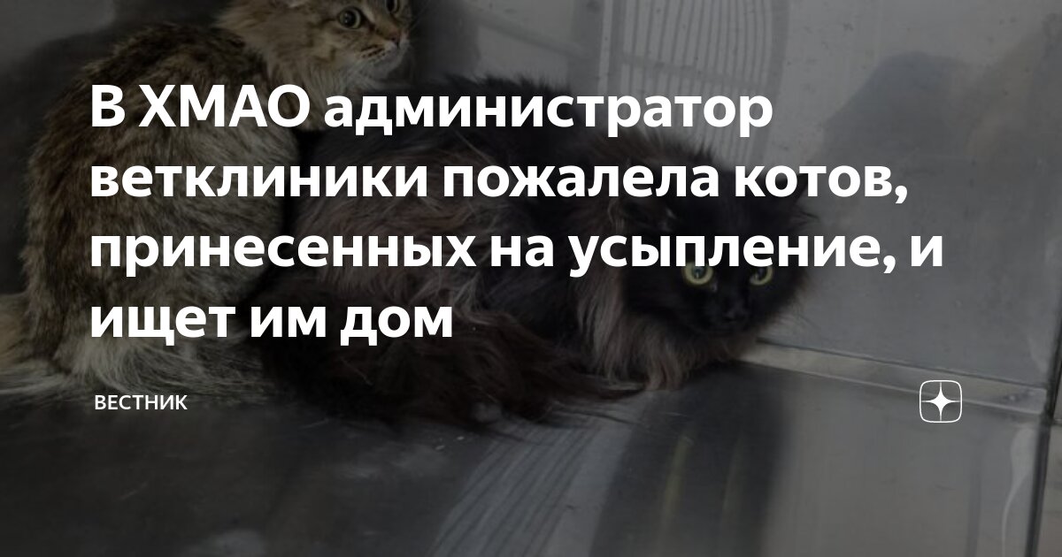 В ХМАО администратор ветклиники пожалела котов, принесенных на ...