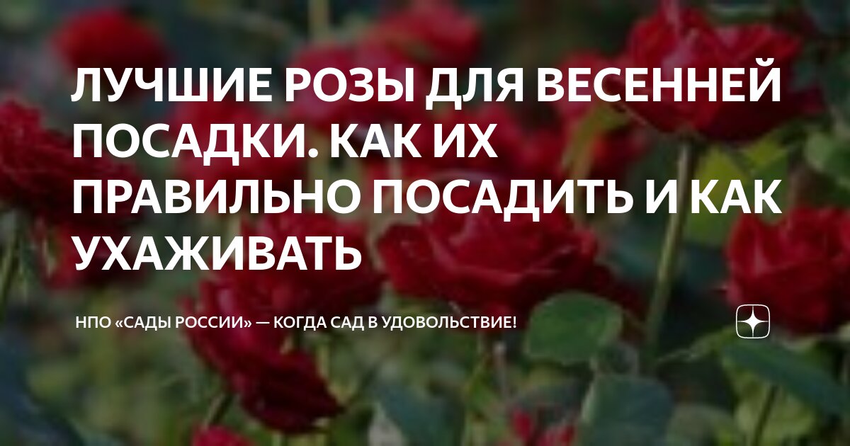 Выбор сортов