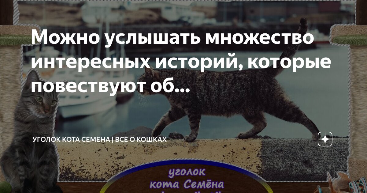 Кошачий туалет на унитаз. Дикий одомашненный кот. Первые одомашненные кошки. Приспособление для котов на унитаз. Одомашнить диких котят.