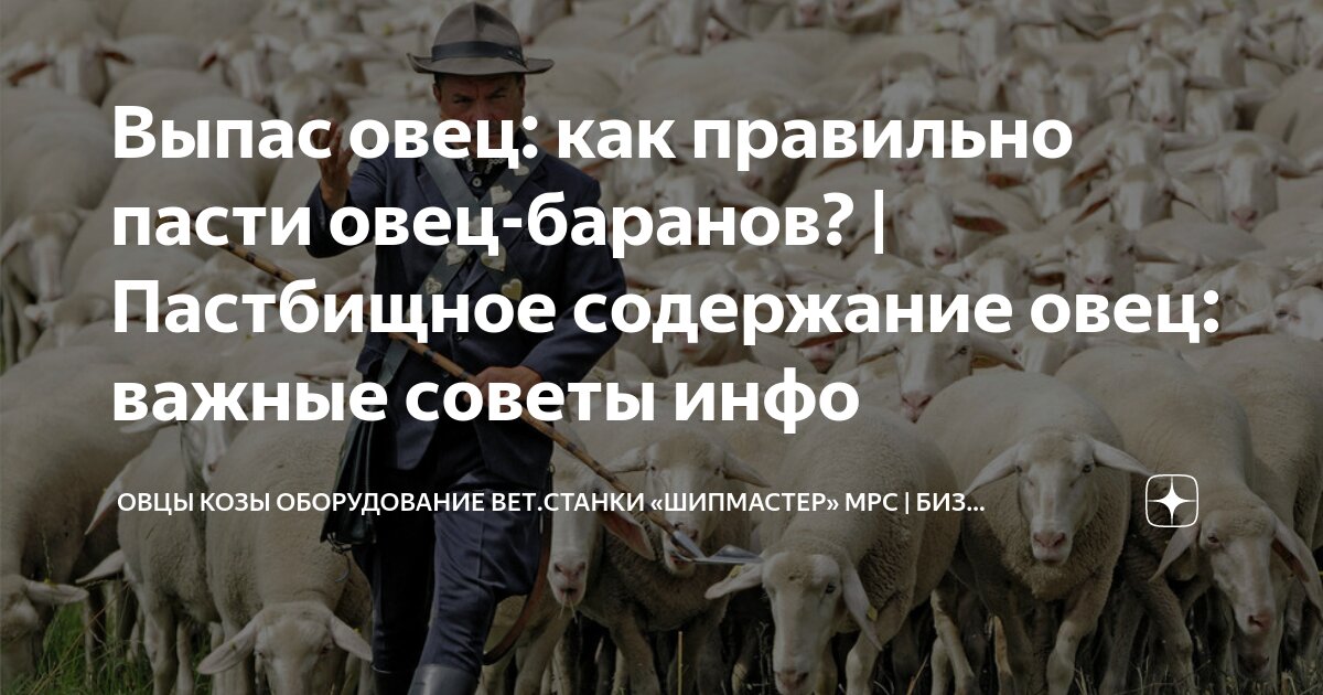 Выпас овец: как правильно пасти овец-баранов? | Пастбищное содержание ...