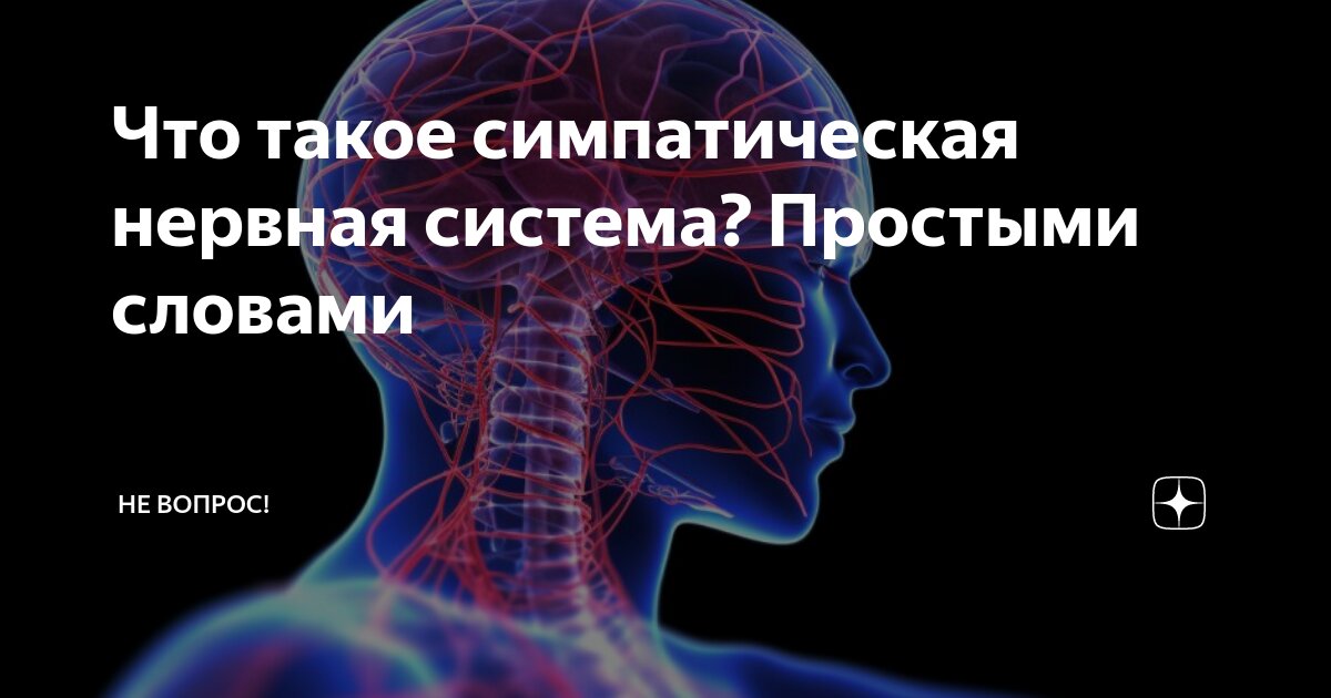 Что такое симпатическая нервная система? Простыми словами | Не вопрос! | Дзен