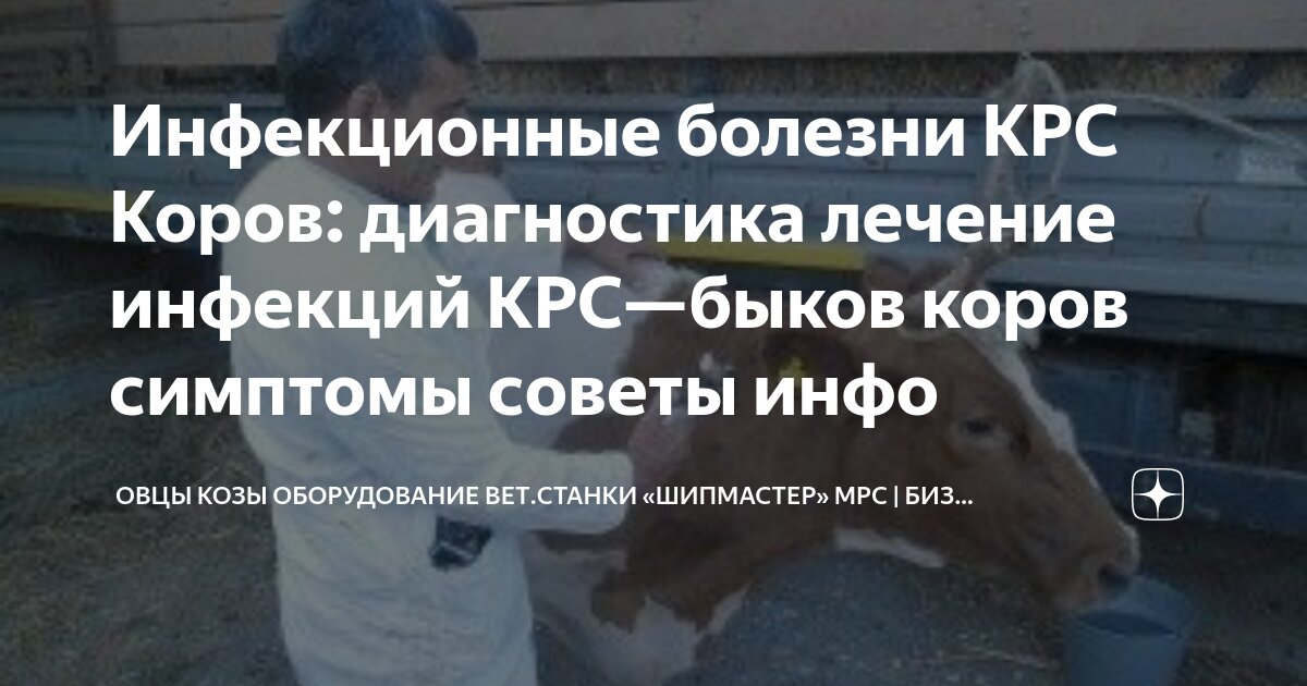 Як бык коза баран корова верблюд
