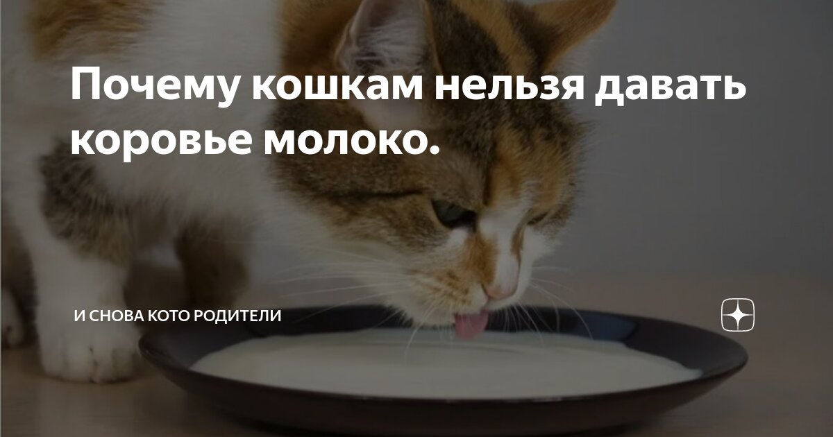 Можно ли взрослым кошкам молоко