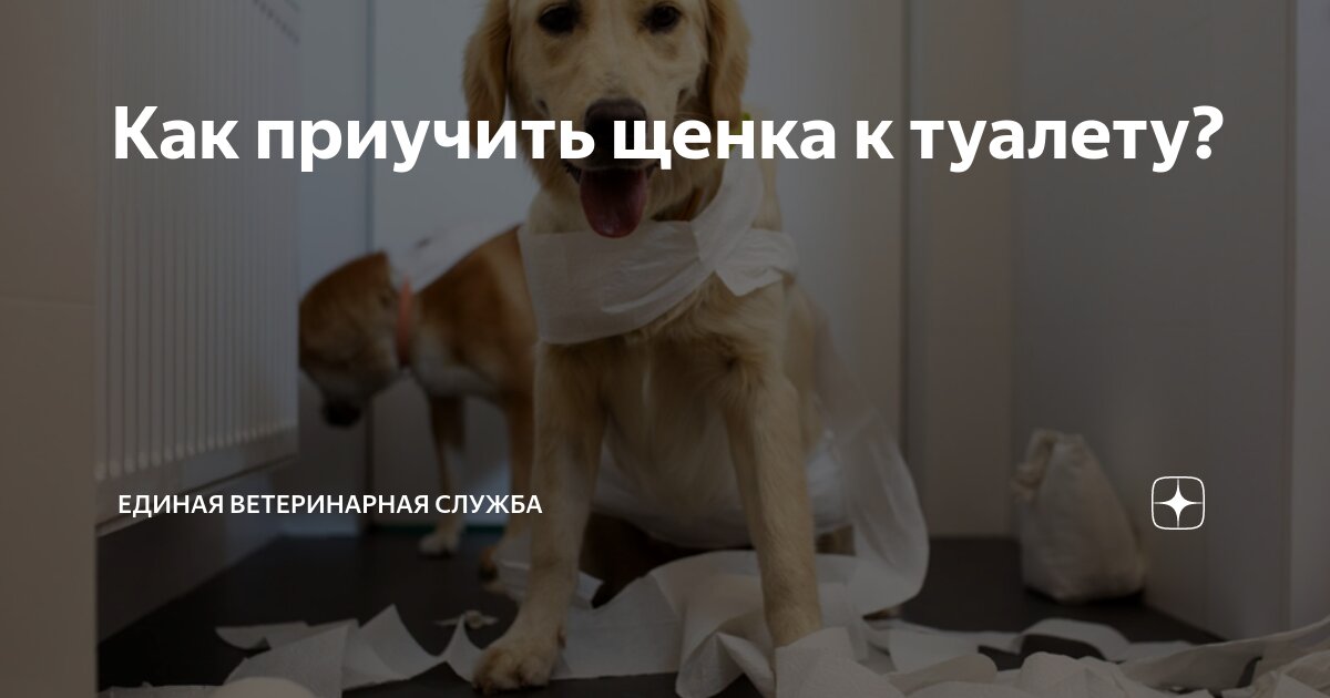 Как приучить собаку к улице в туалет. Как приучить собаку к улице в туалет