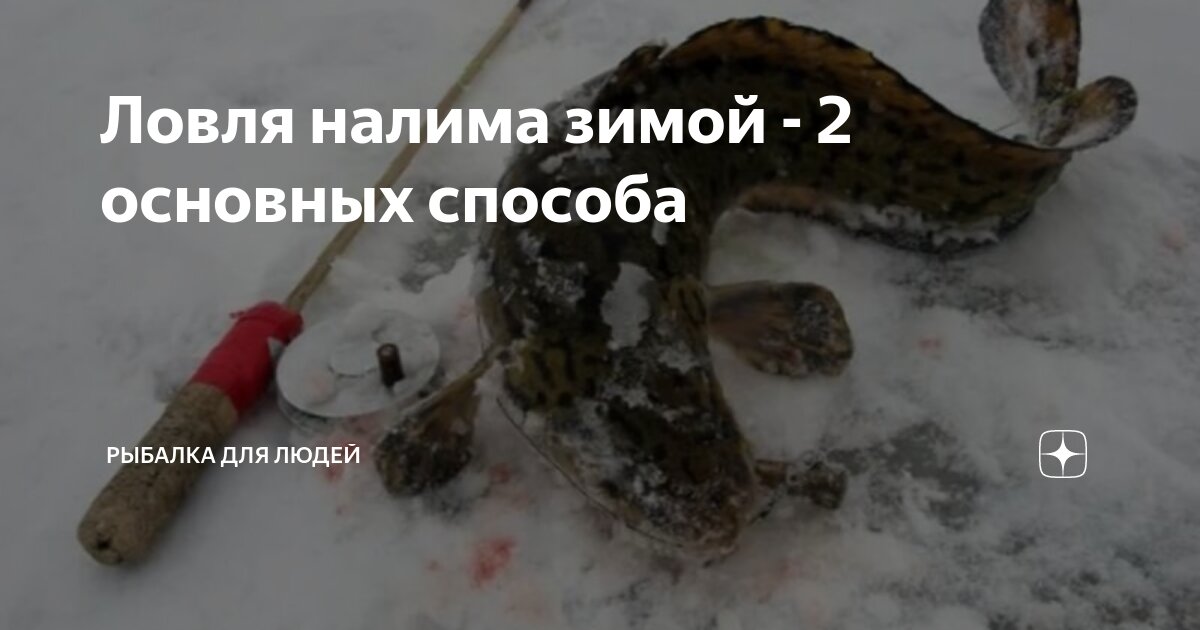 Ловля налима осенью: когда начинает клевать, как поймать, снасти и наживки для р