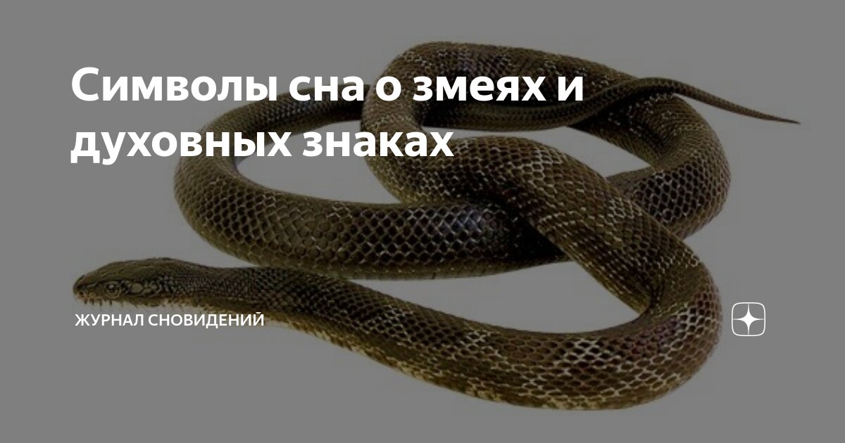 Видеть во сне змею исламский сонник. Сонник к чему снятся змеи. Увидел во сне змею исламский. Снятся змеи. Увидел во сне змею исламский.