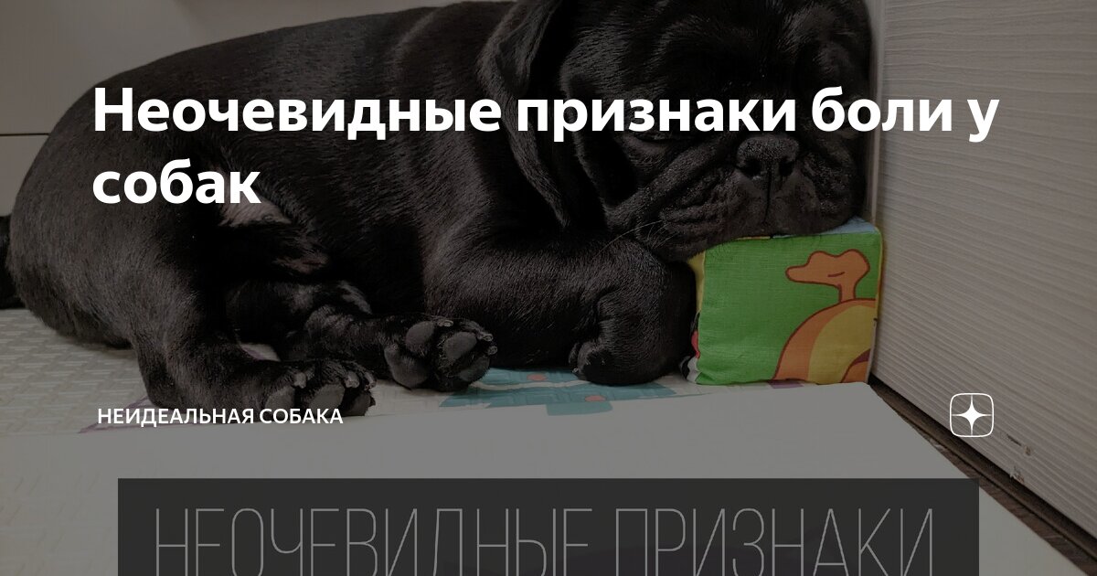 болит печень у собаки симптомы