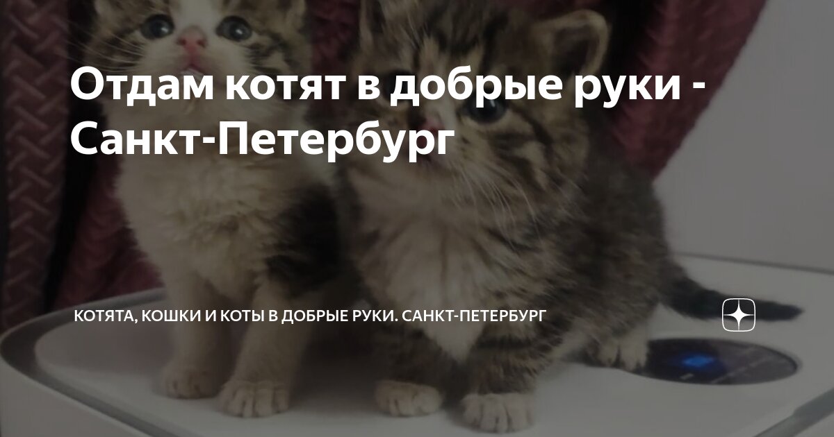 котенок в хорошие руки спб. кошечку в хорошие руки. пушистые котята в хорошие руки в спб. красивые породистые котята в добрые руки. котята 1.