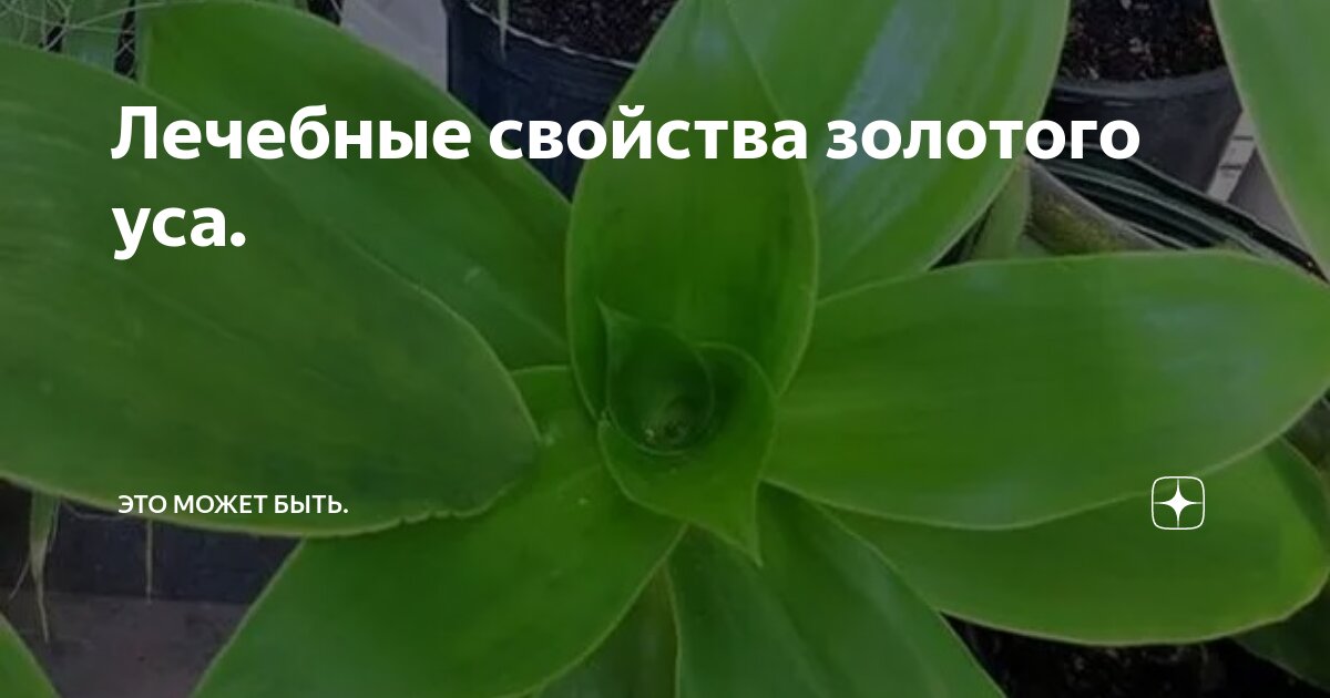 Все о Золотом усе [Золотой ус от всех болезней] [Владимир Николаевич Огарков] (fb2) читать онлайн