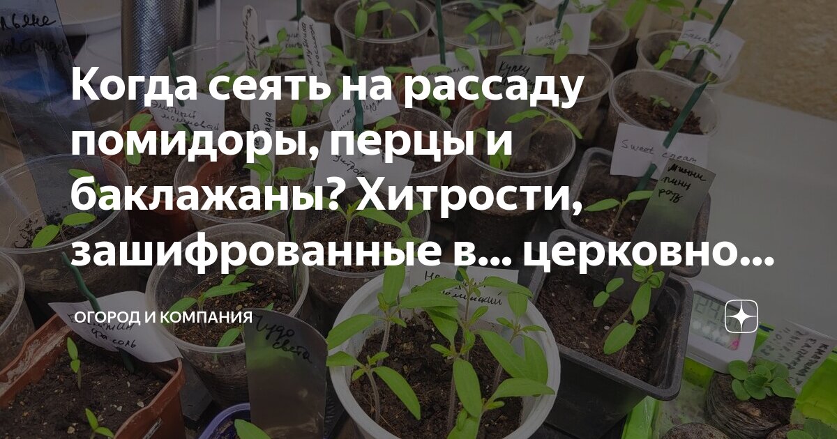 Рассада перца всходы. Перец помпео f1 рассада. Рассада помидор перцев баклажан. Рассада томатов перца огурцов. Рассада перца.