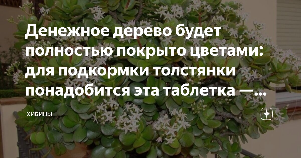 денежное дерево съесть. толстянка денежное дерево. денежное дерево съесть. денежное дерево съесть. каланхоэ толстянка.