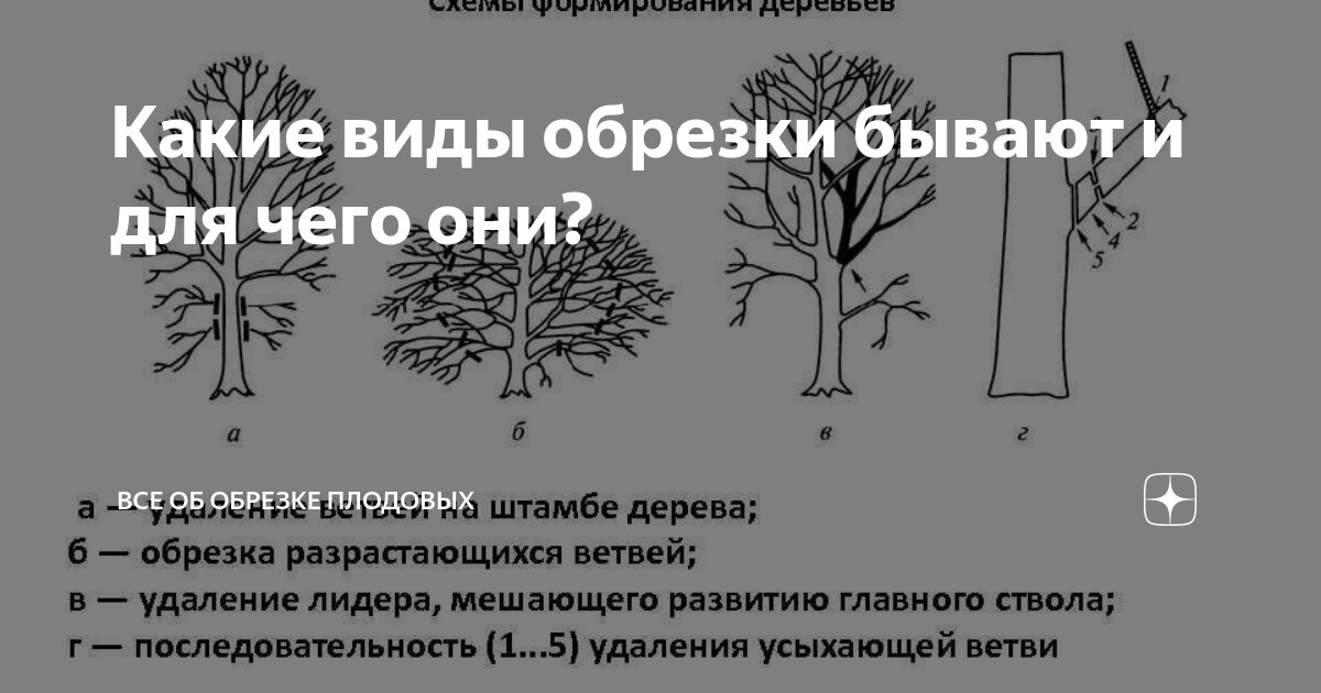 Все виды обрезок. Виды обрезки деревьев. Формовочная обрезка. Общие принципы обрезки плодовых деревьев. Обрезка липы формирование кроны.