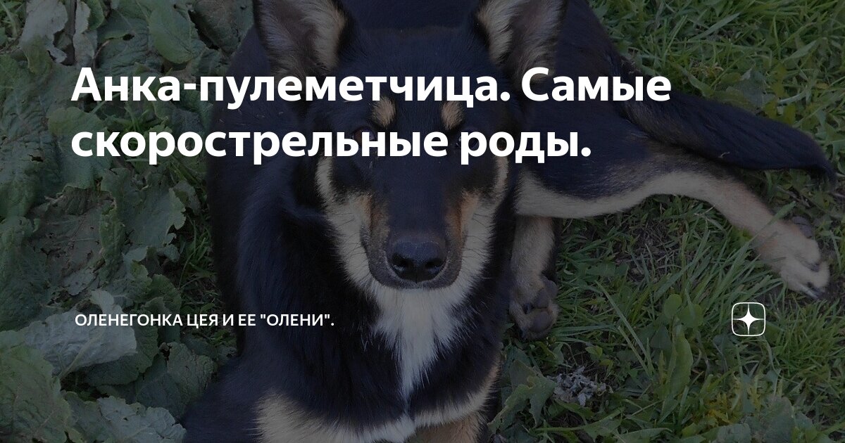 Оленегонка. Ненецкая лайка оленегонный шпиц. Оленегонная лайка. Ненецкий оленегонный шпиц. Ненецкая оленегонная лайка.