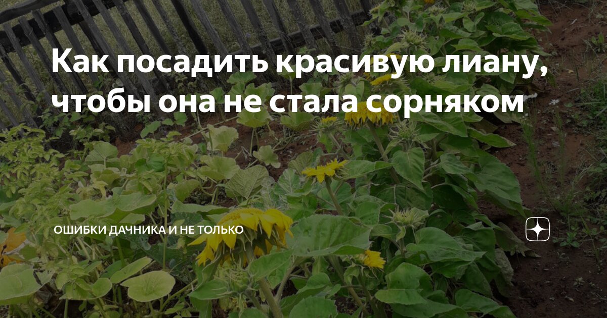 Найди ошибку растения растут. Найди ошибку растения растут