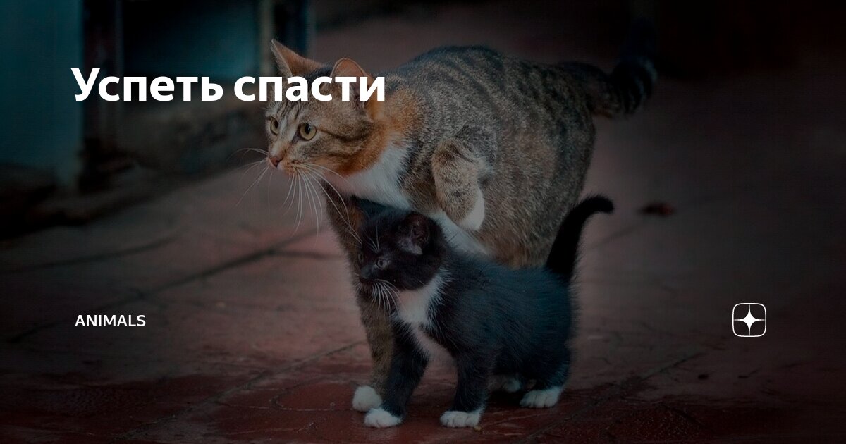 Разве кошка