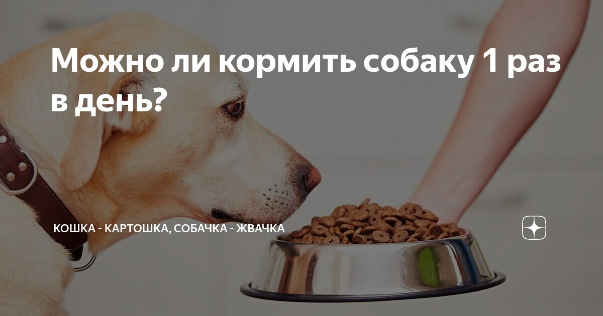 Можно ли кормить гаммарусом. Можно ли кормить гаммарусом