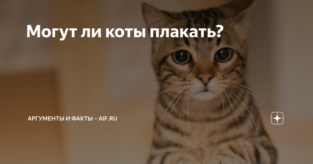 Могут ли коты плакать? | Аргументы и факты – aif.ru | Дзен