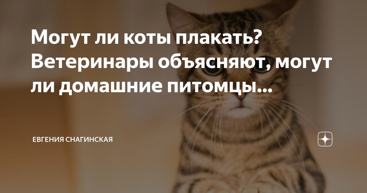 Схема подкормок лука и чеснока. Кошка и чеснок. Можно ли котам чеснок. Полезные свойства чеснока для организма человека. Чеснок польза.