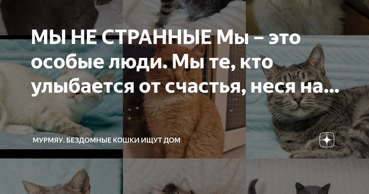 Много кошек в квартире. Много животных в квартире. Спрятался в комнате. Ребенок найден в квартире с кошками. Много котов в квартире.