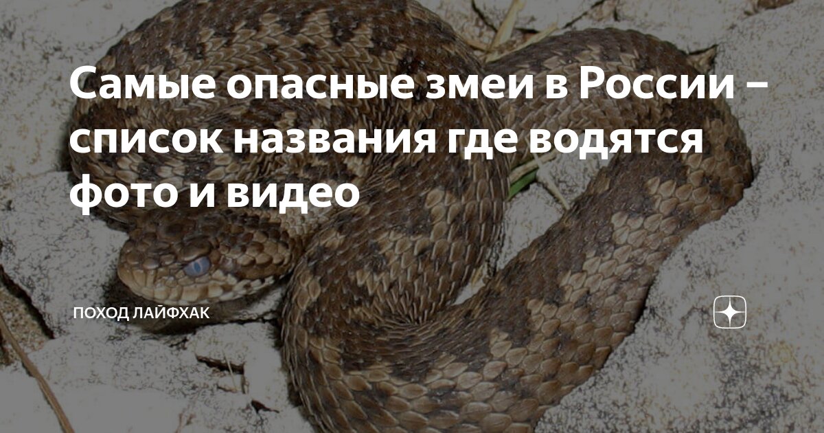 Самые ядовитые и опасные виды змей в России - фото с названиями и описанием — Природа Мира