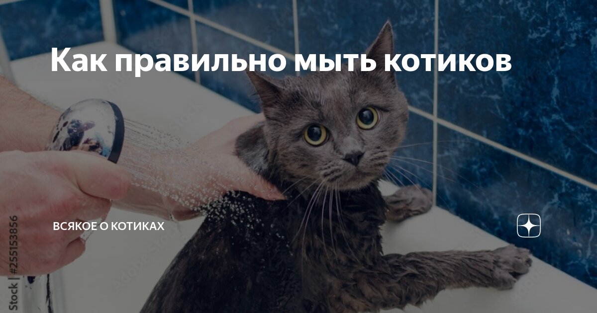 Кот моется. Игры про кошечек. Игра мыть котиков. Игра мыть котиков. Играй купаться анжела том.