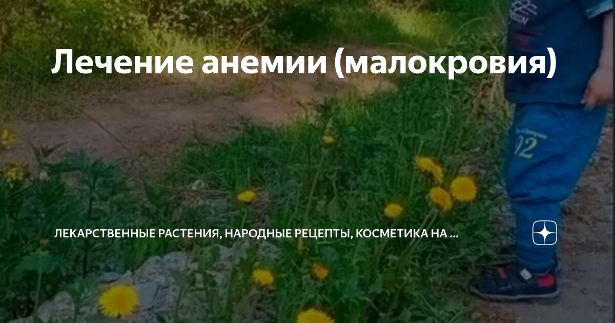 Лечение анемии (малокровия) | Лекарственные растения, народные рецепты ...