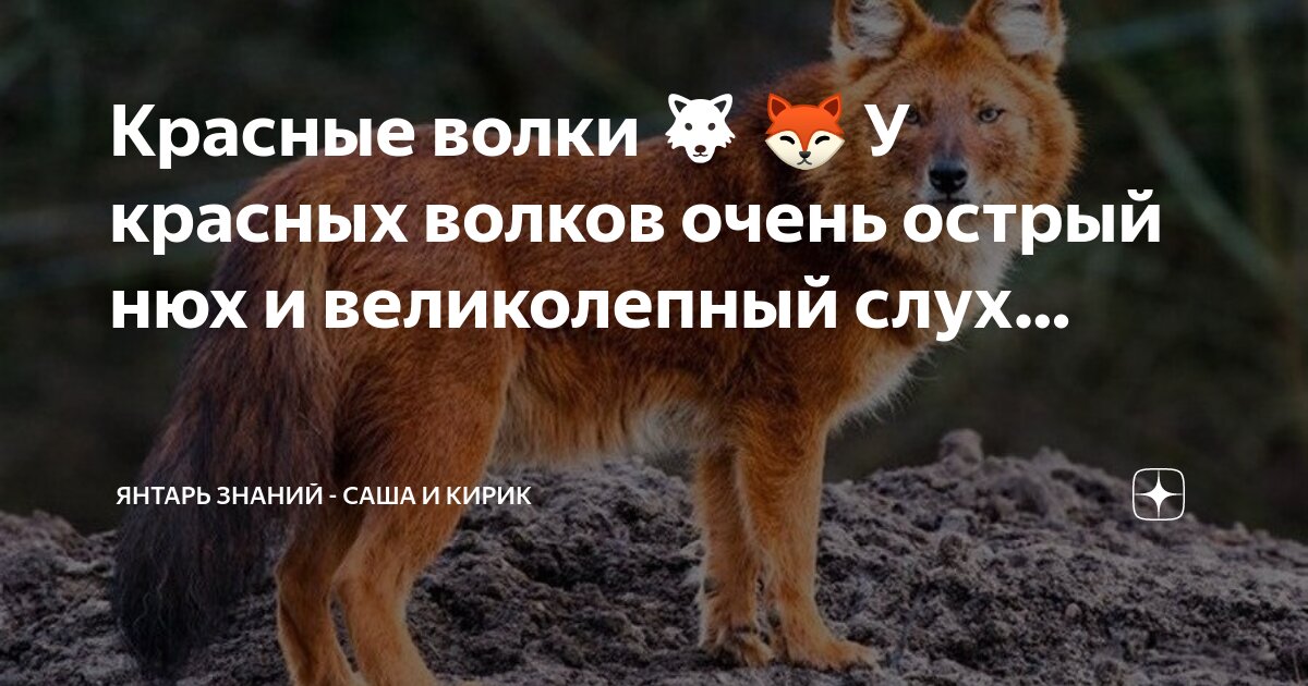 острый слух и обоняние. органы чувств зрения слуха обоняния вкуса осязания. острый слух и обоняние. восприятие запахов. острый слух и обоняние.