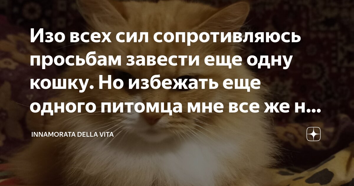 Федоров кот читать. Федоров кот читать