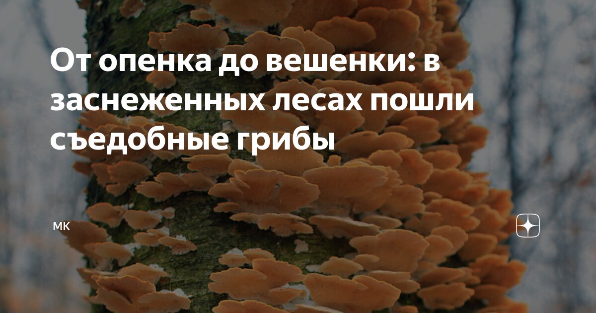 Идентификация бактерий схема. Обнаружение микрофлоры. Сульфитредуцирующие клостридии. Обнаружение микрофлоры. Методы обнаружения микробов в организме человека.
