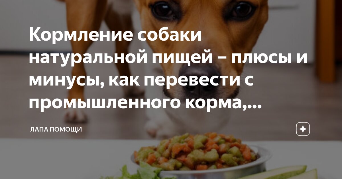 Правильное кормление собаки. Пробует собачий корм. Животные и еда. Натуральное питание для собак. Французский бульдог питание.
