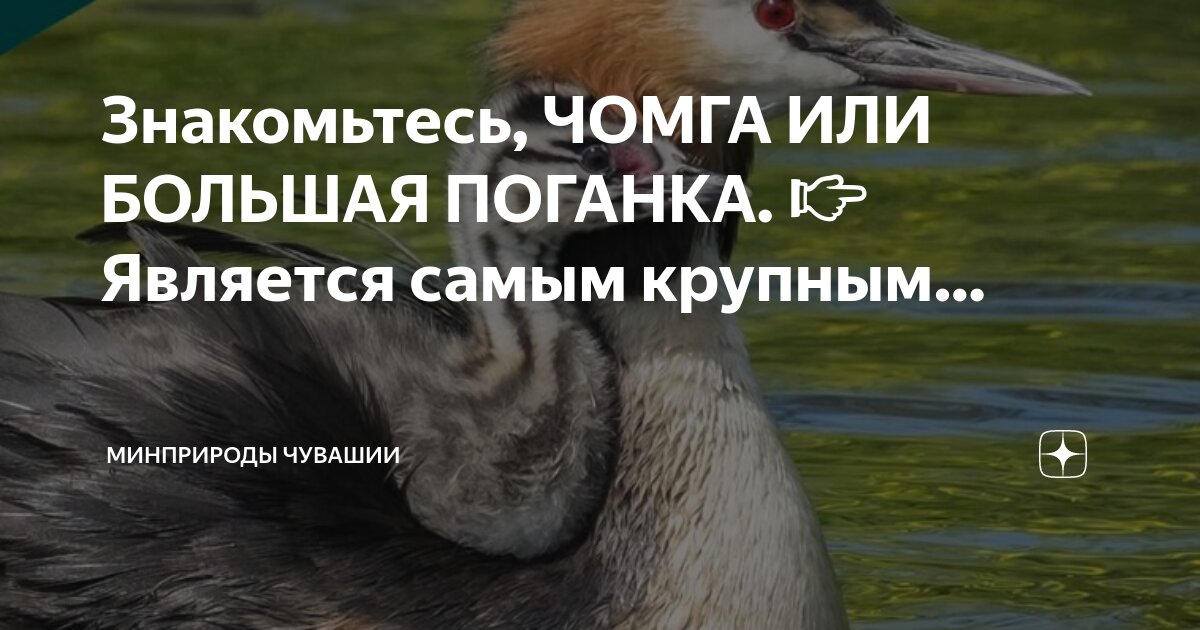 К основным типам конфликтов не относятся. Перечислите, какие типы конфликтов различают в организациях?. Составить схему функции государства. Методы и формы стандартизации. Пирамида потребностей маслоу.