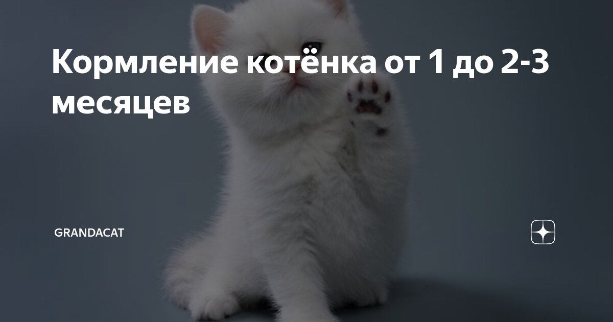 Кормить котенка 2 месяца шотландца